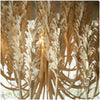 Niu Chandelier